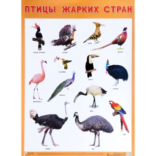 Обучающий плакат "Птицы жарких стран" Мозаика-Синтез