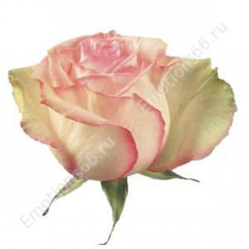 Роза сорта Esperance 50 см 873457