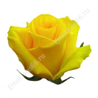Роза сорта Mohana 60 см