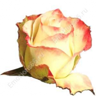 Роза сорта Aubade 50 см