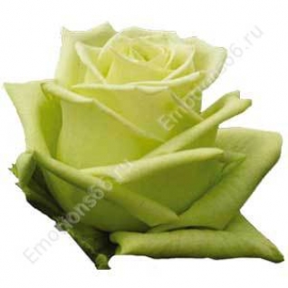 Роза сорта Green Tea 80 см