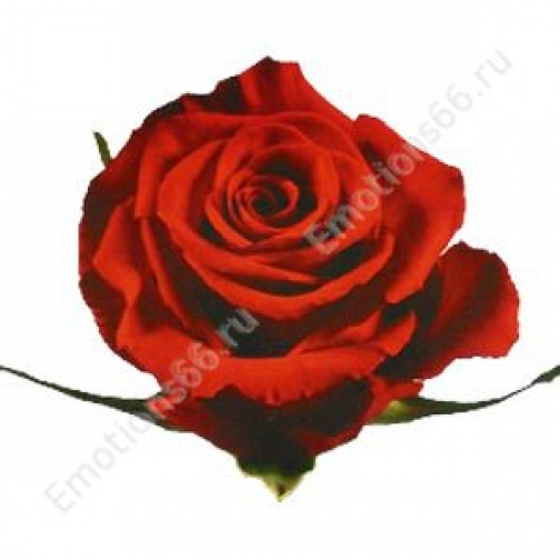 Роза сорта Forever Young 60 см 873438