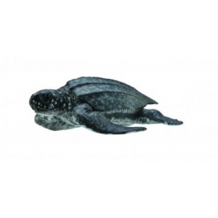 Фигурка Collecta Кожистая черепаха (M)