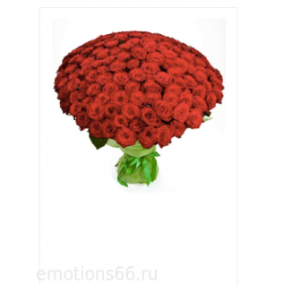 Букет 101 роза ( 70 см)