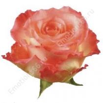 Роза сорта Duett 70 см