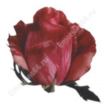Роза сорта Pink Intuition 50 см