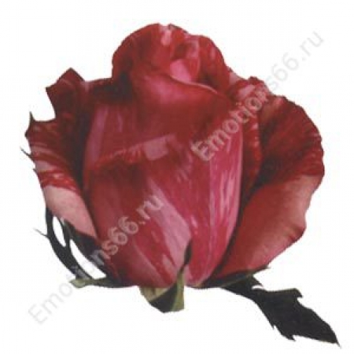 Роза сорта Pink Intuition 80 см 873404