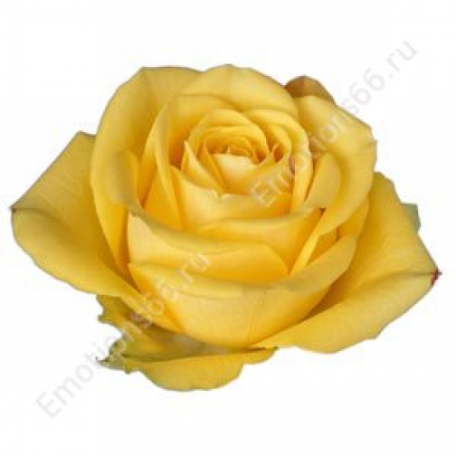 Роза сорта Latina 873310