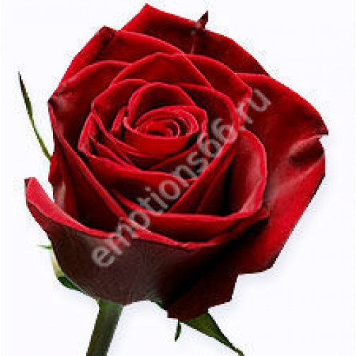 Роза Блек Меджик 50 см 873513