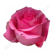 Роза сорта Shocking Versilia 50 см