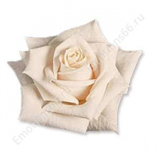 Роза сорта Vendela 873304