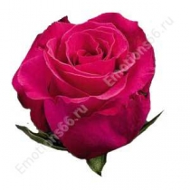Роза сорта Hot Lady 80 см
