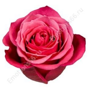Роза сорта Cherry O! 70 см