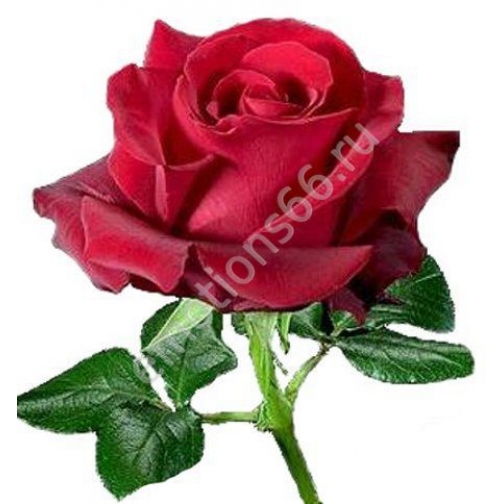 Роза Секси Ред 80 см 873512