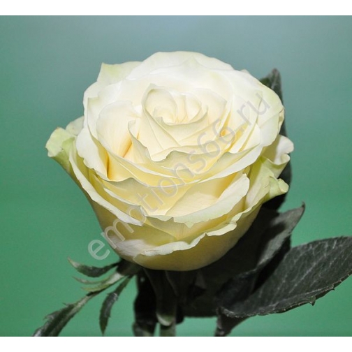 Роза Мондиаль 70 см 873491