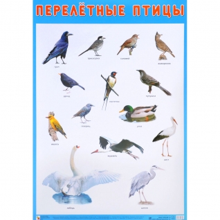 Обучающий плакат "Перелетные птицы" Мозаика-Синтез