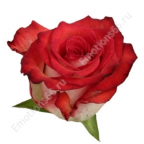 Роза сорта Blush 50 см
