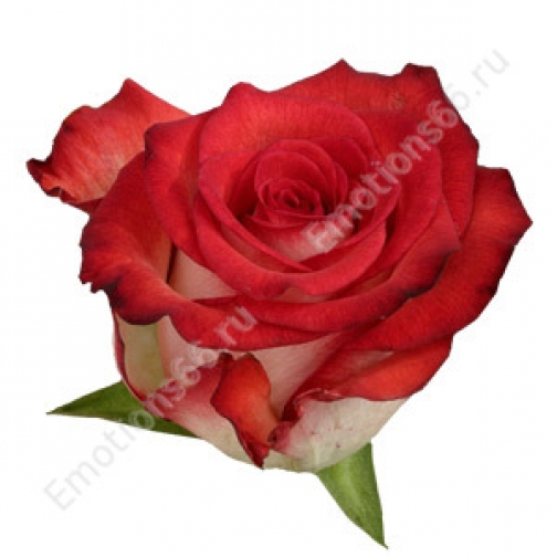 Роза сорта Blush 50 см 873409
