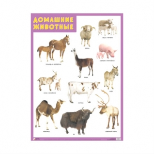 Обучающий плакат "Домашние животные" Мозаика-Синтез