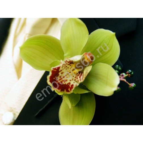Бутоньерка с орхидеей 873619