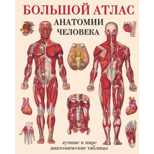 Махиянова Е.Б.. Книга Махиянова. Большой атлас анатомии человека, 978517041806018+ 37432075
