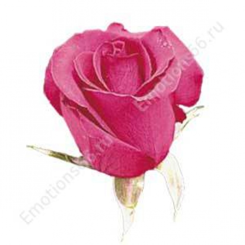 Роза сорта Hot Princess 60 см 873450