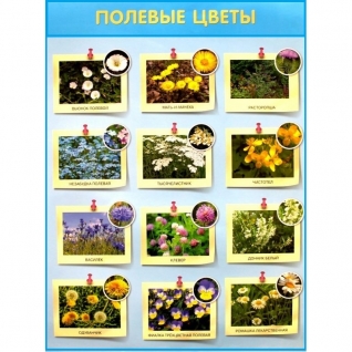 Обучающий плакат "Полевые цветы" Мозаика-Синтез