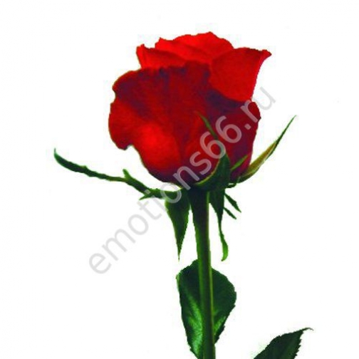 Роза Ред Интуишин 50 см 873517